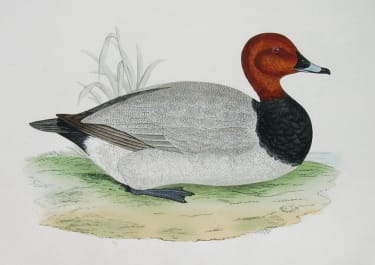 POCHARD DUCK