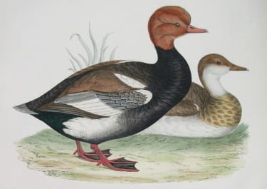 RED CRESTED WHISTLING DUCK