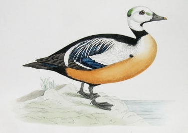 STELLERS WESTERN DUCK