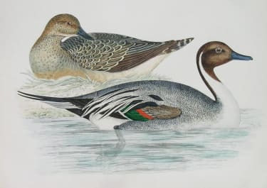 PINTAIL DUCK