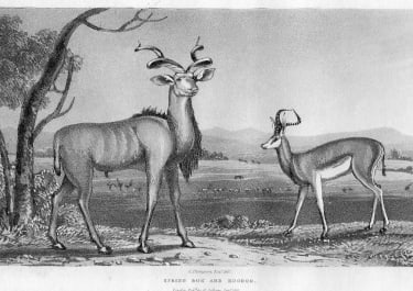 SPRING BOK AND KOODOO