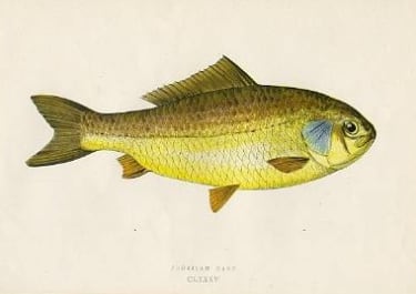 PRUSSIAN CARP