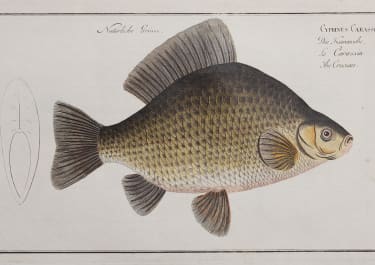 BLOCH    GYPRINUS CARASSIUS  CRUCIAN CARP