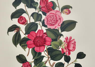 SUPERB REPRODUCTION FROM 1965 OF CURTIS  MONOGRAPH OF CAMELLIAS