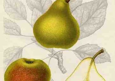 (PEARS) DOYENNE DU COMICE