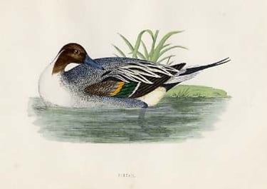 (DUCKS)PINTAIL