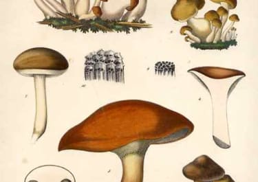 BOLETUS BOVINUS LIM