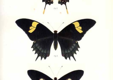 RHOPALOCERA PAPILIONIDOE