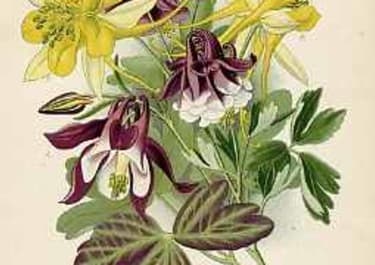 COLUMBINES