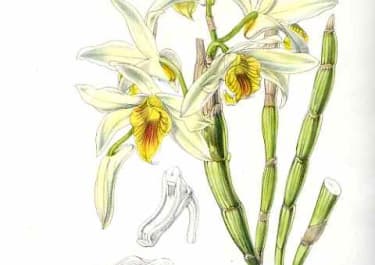 ORCHID DENDROBIUM HETEROCARPUM