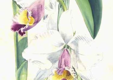 ORCHID MAXILLARIA VENUSTA