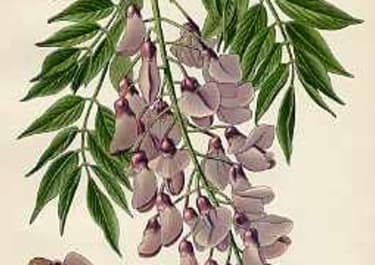 WISTERIA SINENSIS