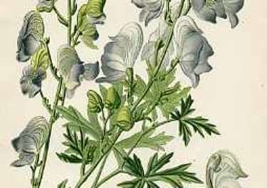 MONKSHOOD