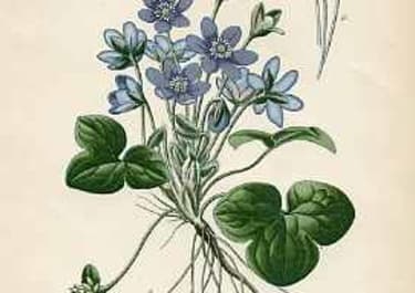 COMMON HEPATICA