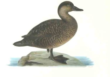 DUCKS EUROPEAN SCOOTER FEMALE OIDEMIA NIGRA