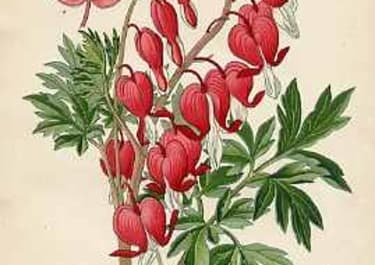 DICENTRA SPECTABILIS