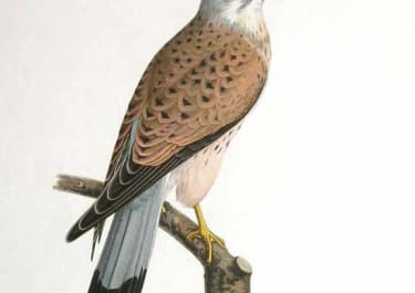 BIRDS OF PREY KESTREL MALE FALCO TINNUNULUS