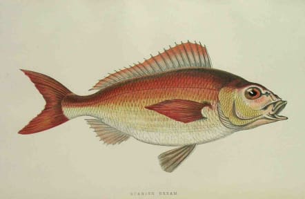 SPANISH BREAM || Michael Jennings Antique Maps and Prints