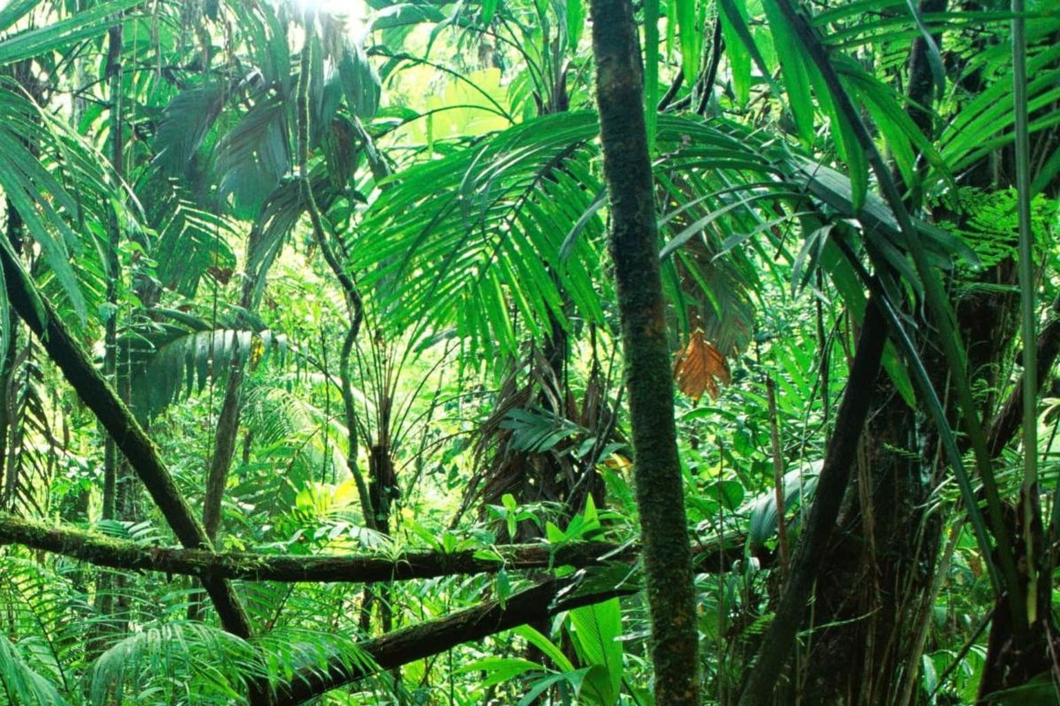Jungle in Chapas, Mexico. Mexicaanse gemeenschapsbossen zijn minder kwetsbaar voor bedreigingen zoals ontbossing, brand en droogte die grote delen van het Amazonebekken bedreigen, omdat naburige gemeenschappen ze voortdurend in de gaten houden.