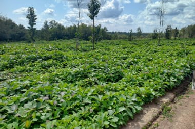 Plantage van teak in Zuid-Soedan