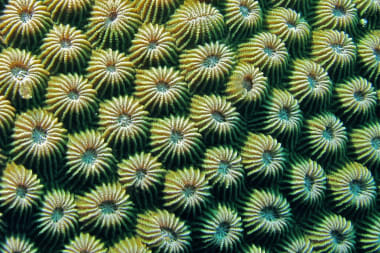 Eeuwenoud koraal onthult: zeewater nooit zo warm in 600 jaar