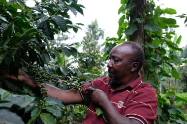 Draaien Keniaanse koffieboeren straks op voor onze nieuwe ontbossingswet?