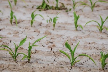 ‘Zonder water is er geen landbouw, geen landbouw is geen voedsel, geen voedsel: de dood’