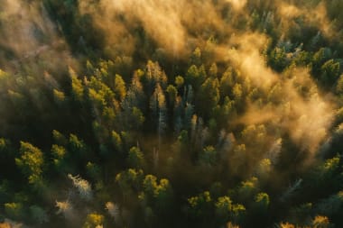 Onderzoek Cambridge: bossen én CO2-opslag nodig om aarde eeuwen koel houden