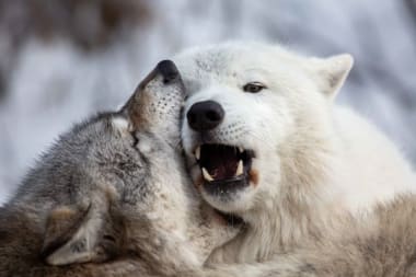 Of de wolf hier kan blijven, hangt minder af van zijn gedrag dan van het onze