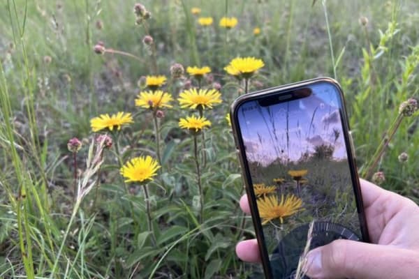 App om planten te herkennen biedt klimaatwetenschappers schat aan informatie