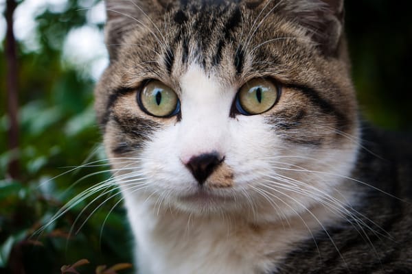 John Vandaele schrijft een brief aan zijn poes Lehman