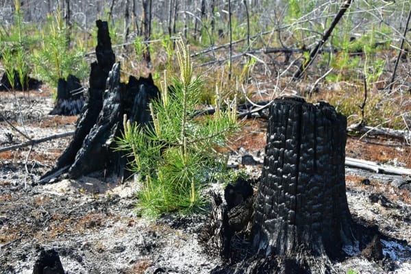 Verkoolde stronken en groene jonge boompjes in een Zweeds bos na een brand