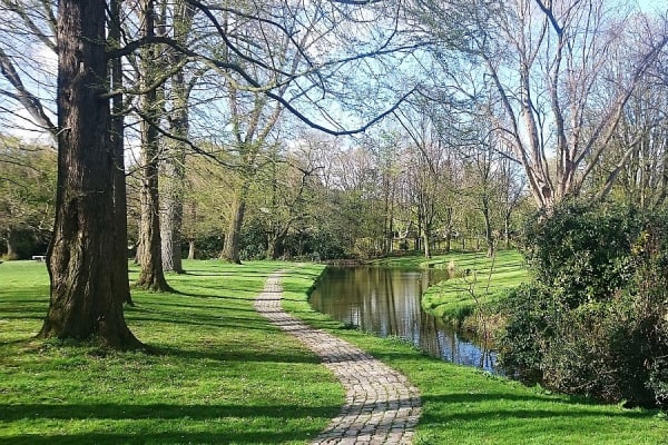 Stervende bomen brengen leefbaarheid van steden in gevaar