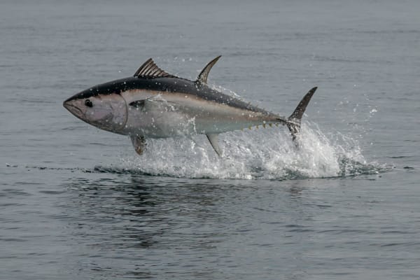 Er zit weer tonijn in de Noordzee