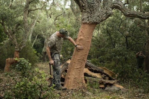 ‘We moeten waarde uit het bos halen’