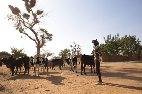 Een Peul-herder trekt met zijn vee door Komongalou, in de regio Mopti