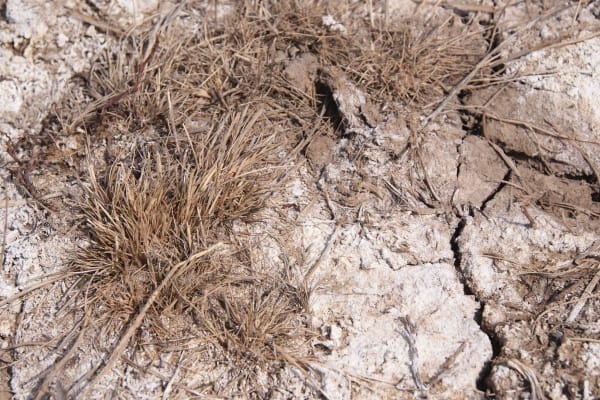 Tiende van het landoppervlak op aarde is te zout