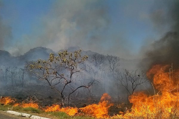 Braziliaanse savanne verdwijnt aan alarmerend tempo