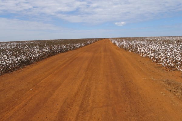 Braziliaanse bossen gekapt voor kleren van Zara en H&M