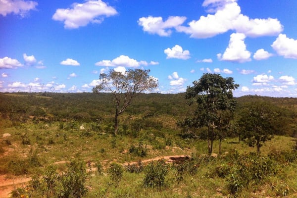Cerrado beschermen levert Brazilië 72 miljard dollar per jaar op