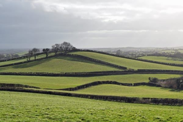 De bescheiden heg blijkt een echte CO2-krachtpatser