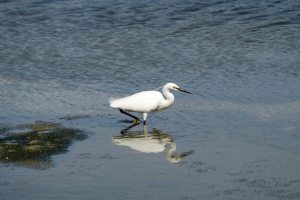 Veel hogere concentraties PFAS-chemicaliën dan vroeger aangetroffen in trekvogels