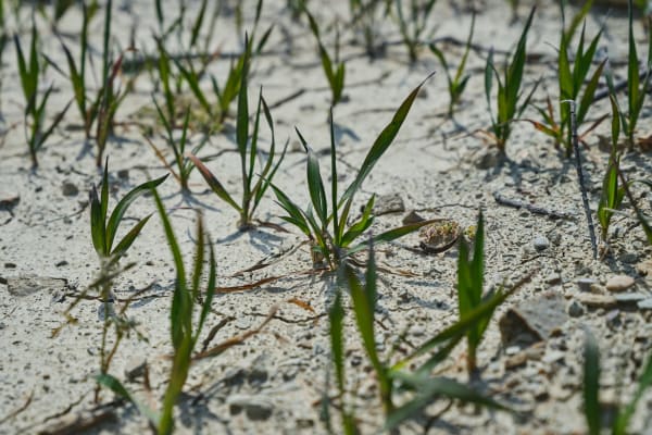 Klimaatverandering: de beste en slechtste scenario’s en wat die betekenen voor ons voedsel