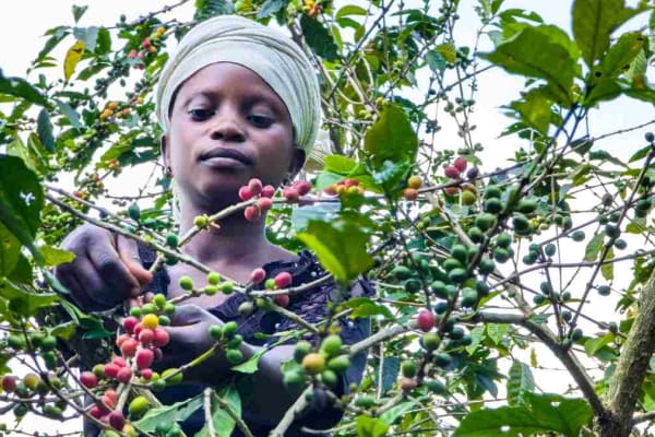 Koffie kopen in Congo is niet alleen kwaliteitsvol zakendoen maar ook een daad van solidariteit