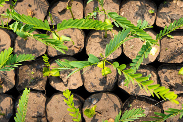 Waarom een Belgische supermarktketen 12 miljoen bomen plant in Congo