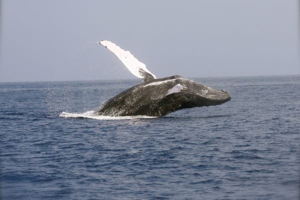 Walvissen zijn de ingenieurs van het ecosysteem van de oceaan