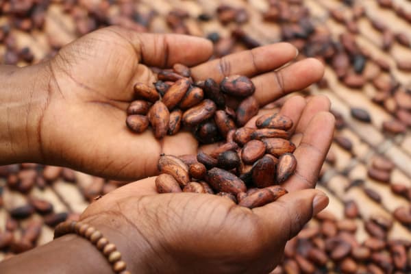 Chocolade duurder dan ooit, maar boeren krijgen niet meer voor hun cacao
