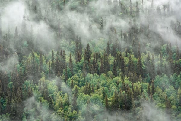 Regen uit verre bossen cruciaal voor landbouw in 155 landen