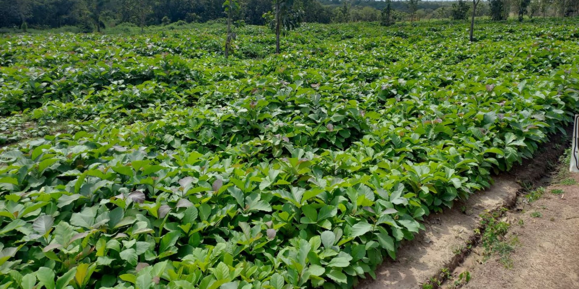 Plantage van teak in Zuid-Soedan