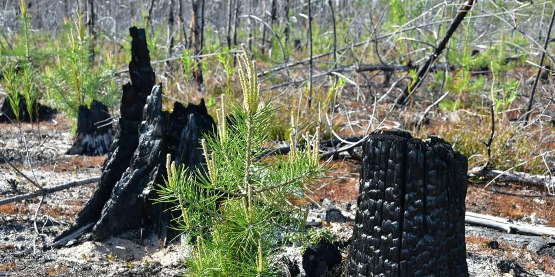 Verkoolde stronken en groene jonge boompjes in een Zweeds bos na een brand